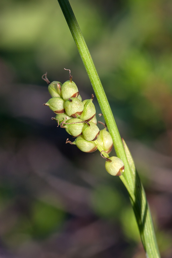 Изображение особи Carex vaginata ssp. quasivaginata.