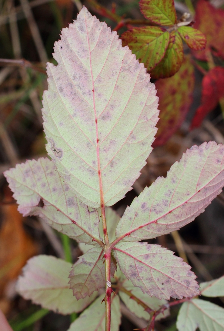 Image of Rubus sanctus specimen.