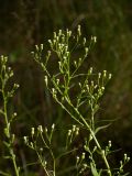 Conyza canadensis