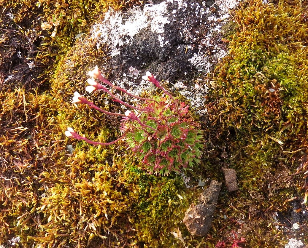 Изображение особи Saxifraga cespitosa.