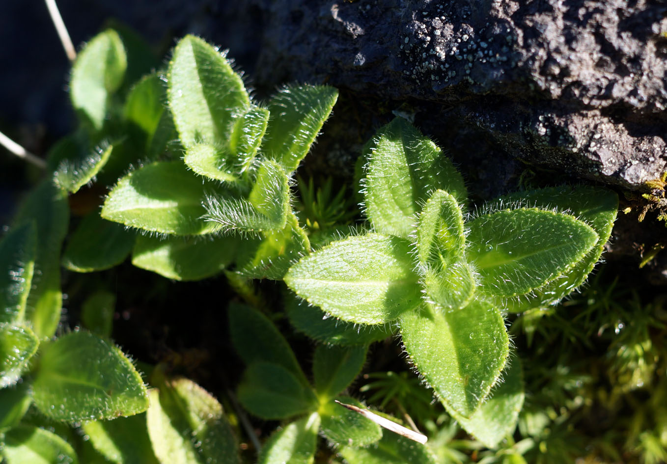 Image of genus Veronica specimen.