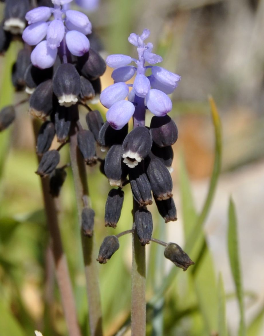 Image of Muscari pulchellum specimen.