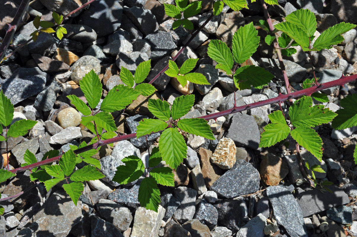 Изображение особи Rubus sanctus.