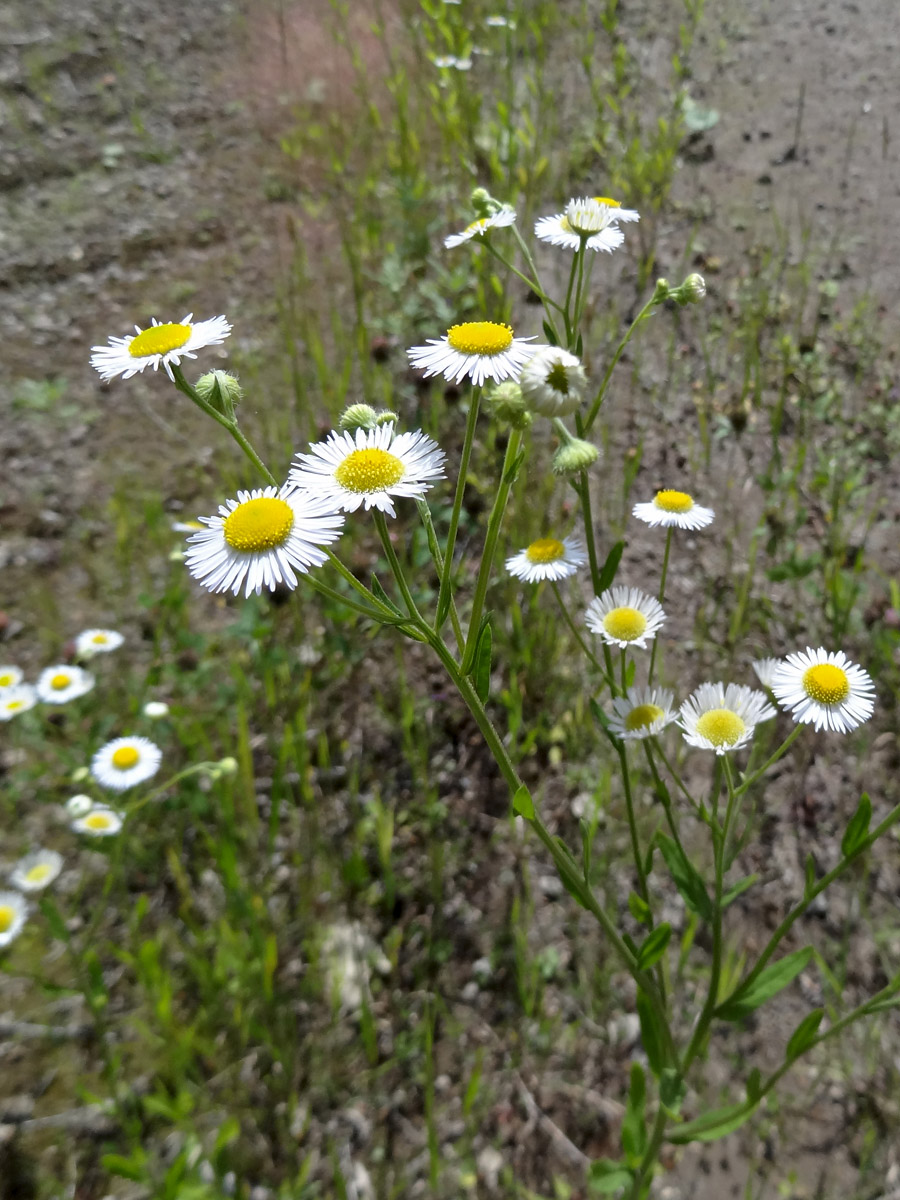 Изображение особи Erigeron annuus.