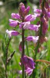 Polygala wolfgangiana