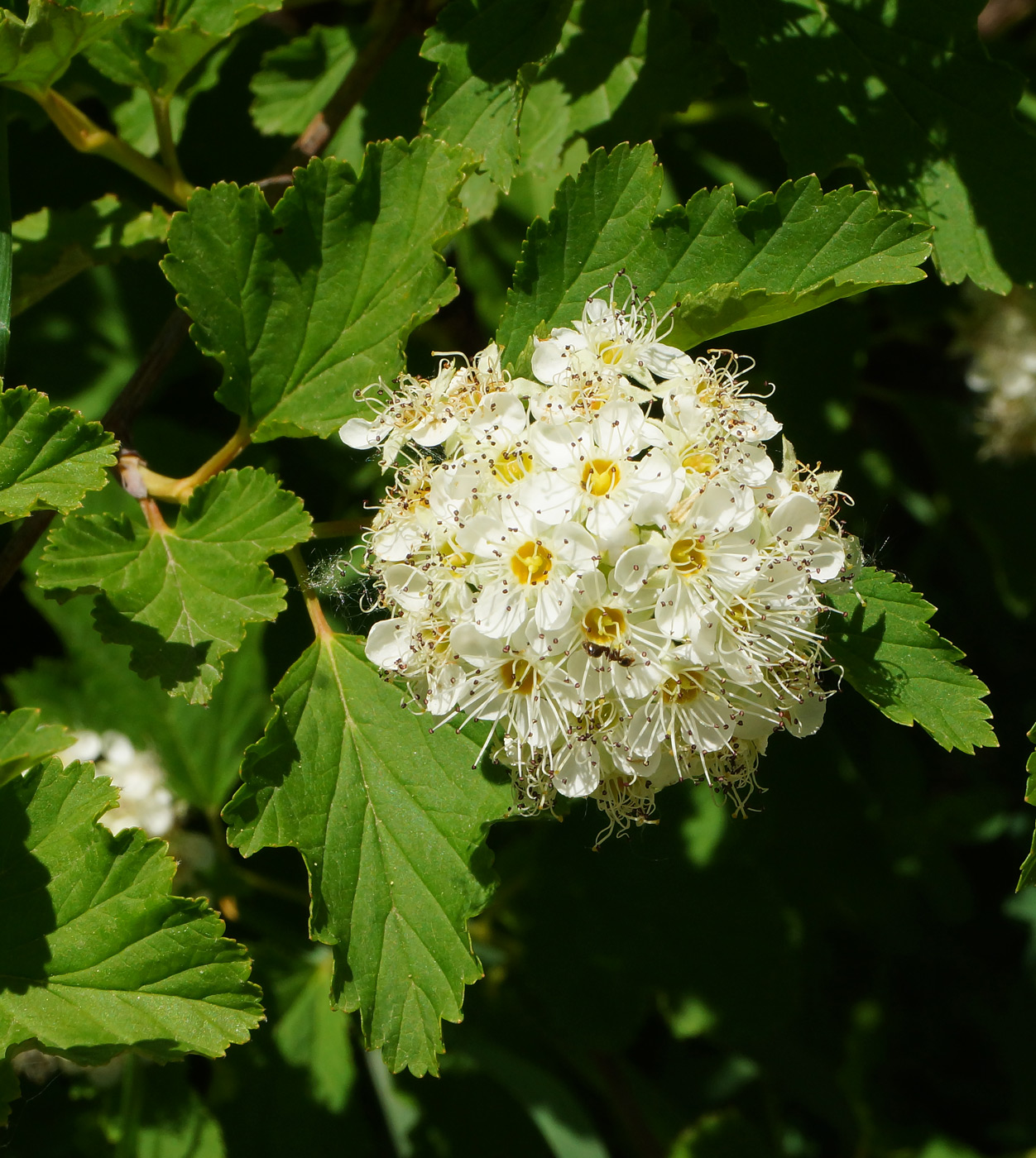 Изображение особи Physocarpus opulifolius.