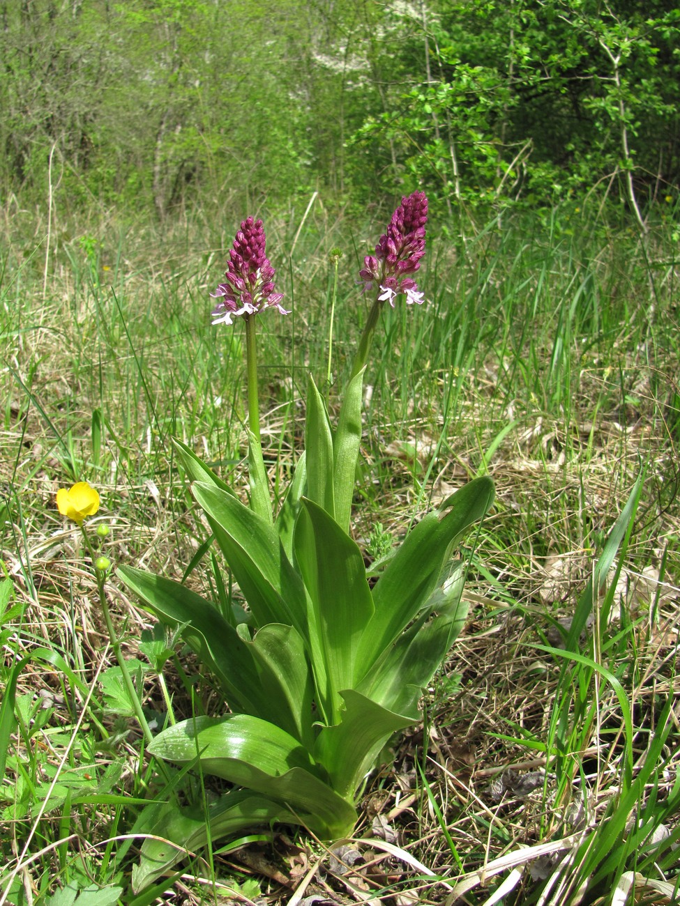 Image of Orchis purpurea ssp. caucasica specimen.