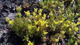 Ceratocephala orthoceras. Цветущие растения в сообществе с Holosteum umbellatum. Донецк, обочина ж. д. 15.04.2018.