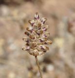 Plantago подвид deflexa