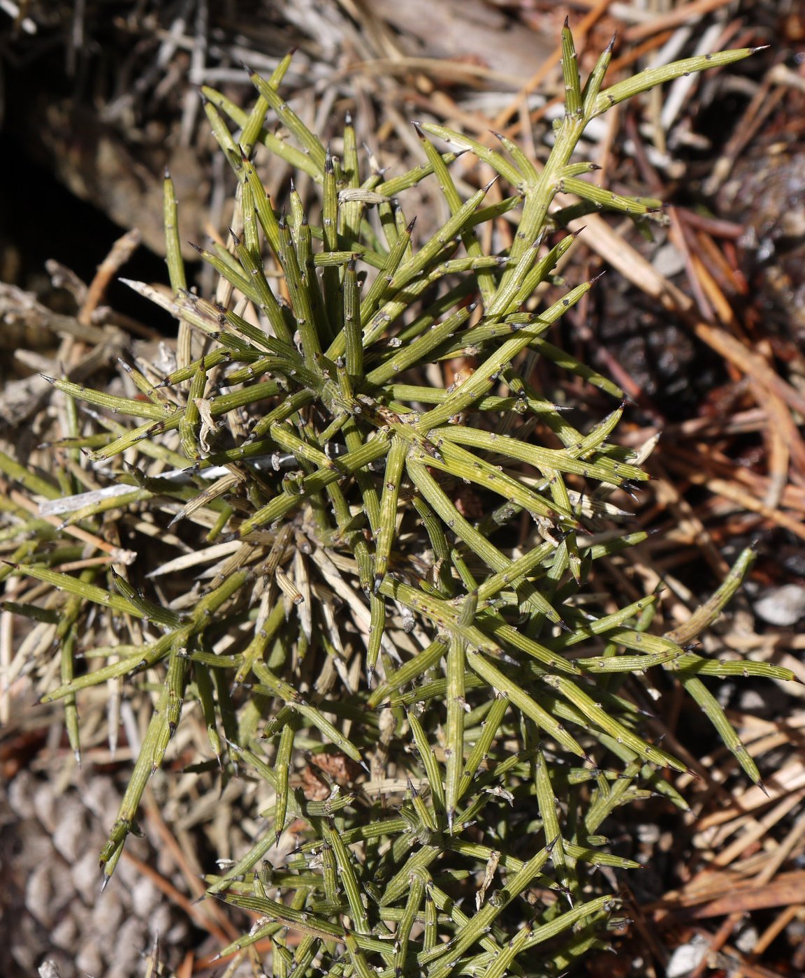 Image of Genista fasselata specimen.