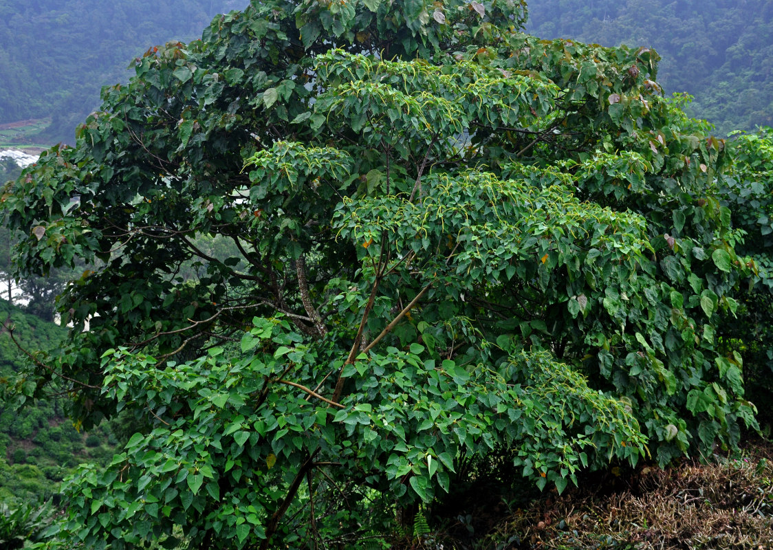 Image of Homalanthus populneus specimen.