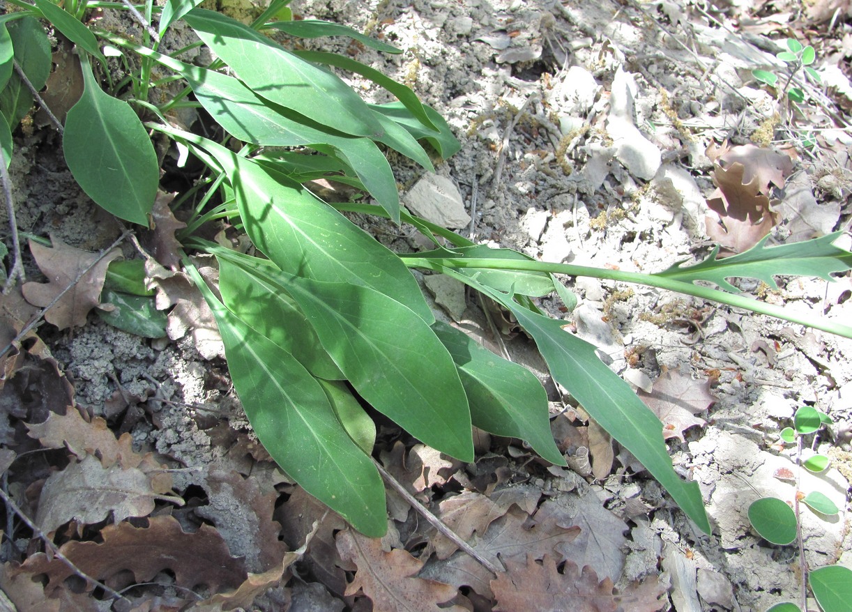 Image of Klasea haussknechtii specimen.