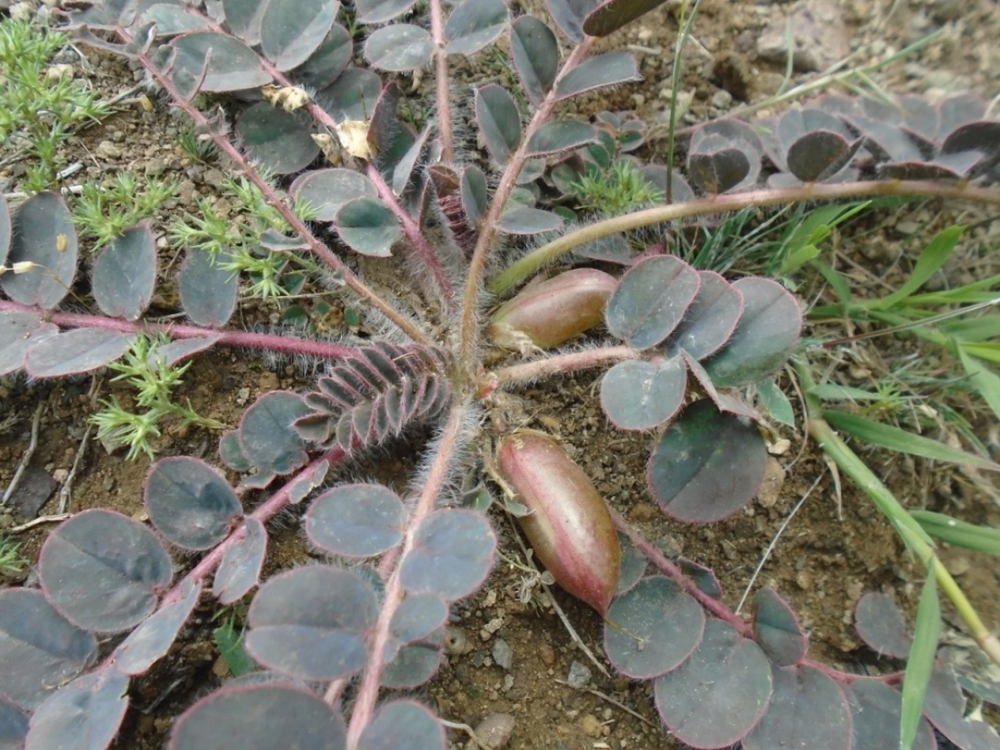 Image of Astragalus fabaceus specimen.