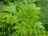 Fraxinus excelsior. Верхушка побега. Украина, Ивано-Франковская обл., Болеховский горсовет, Поляницкий сельсовет, окр. с. Поляница, луг на берегу р. Сукель. 14.05.2018.