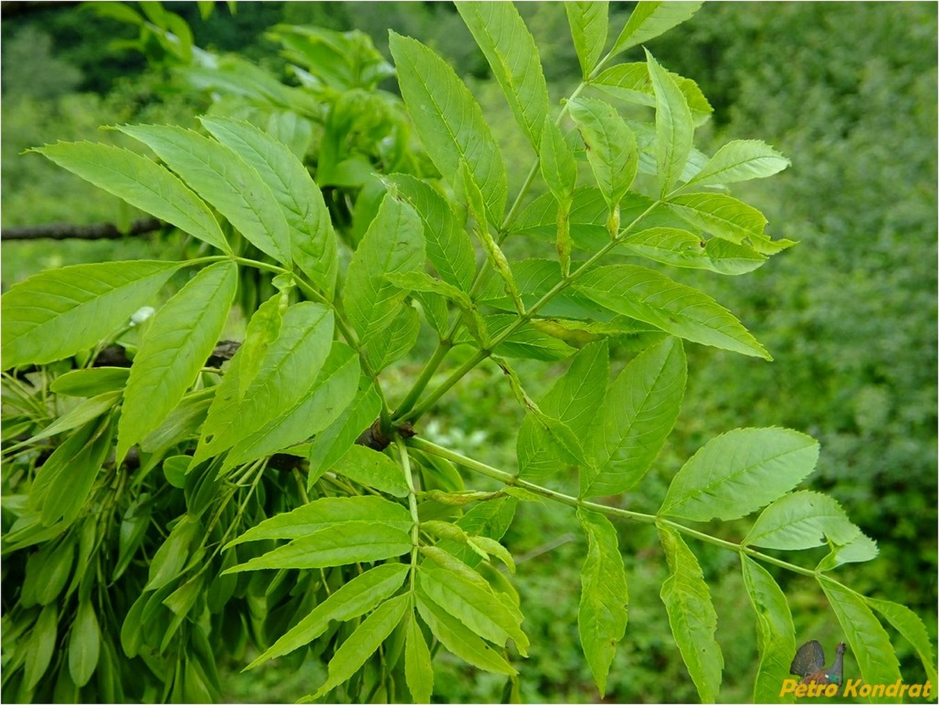 Изображение особи Fraxinus excelsior.