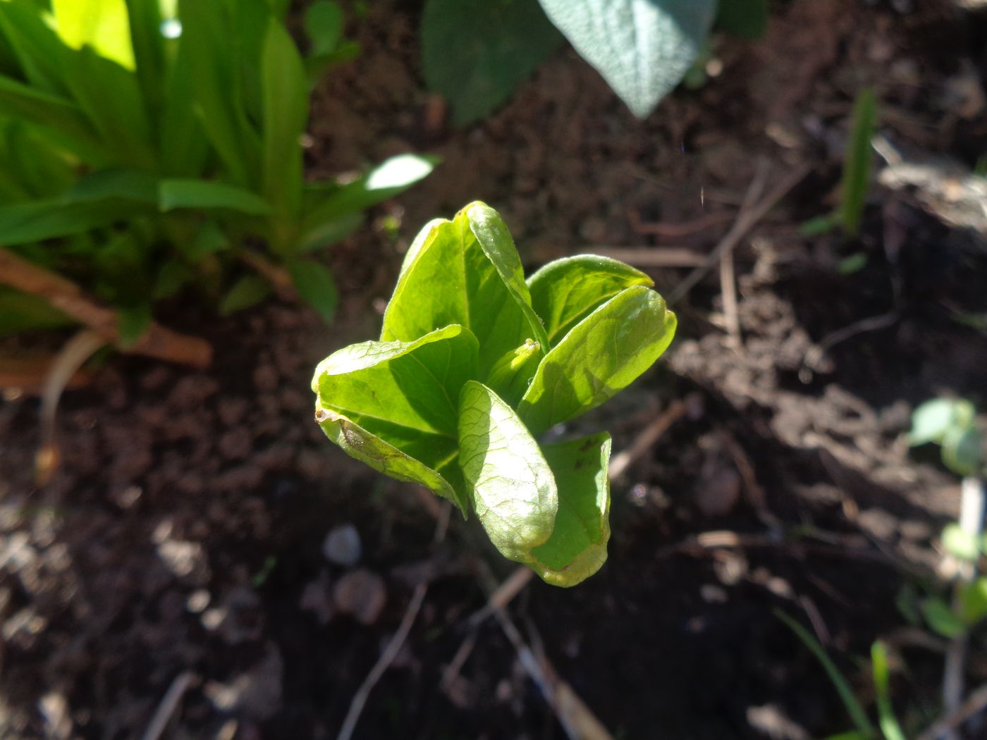 Image of Paris quadrifolia specimen.