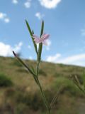 Image of taxon representative. Author is Владимир Колбинцев