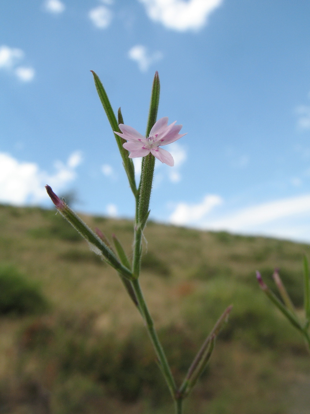 Image of Velezia rigida specimen.