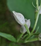 Cephalanthera damasonium. Бутон. Грузия, Боржоми-Харагаульский национальный парк, лес. 24.05.2018.