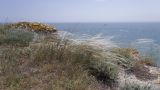 Stipa lithophila. Плодоносящие растения. Крым, Керченский п-ов, мыс Казантип, петрофитная степь на приморском склоне. 26.05.2018.