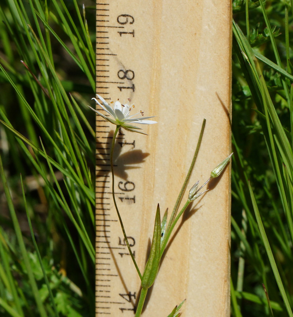 Image of Stellaria graminea specimen.