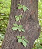 Parthenocissus quinquefolia