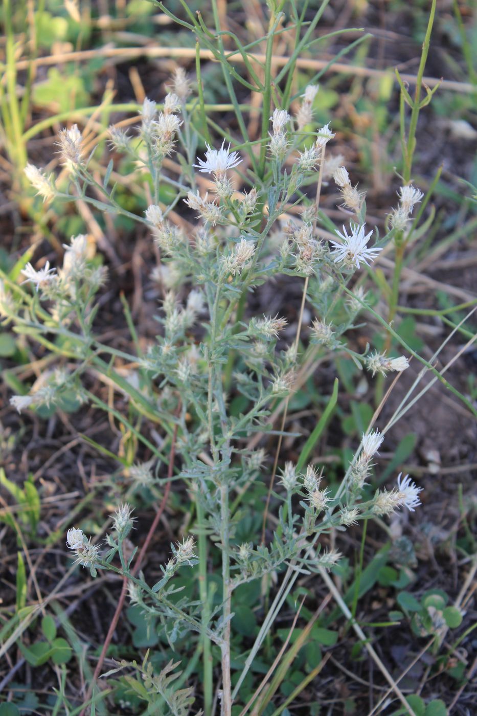 Image of Centaurea diffusa specimen.