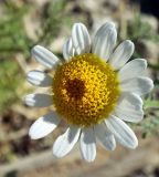 Anthemis altissima