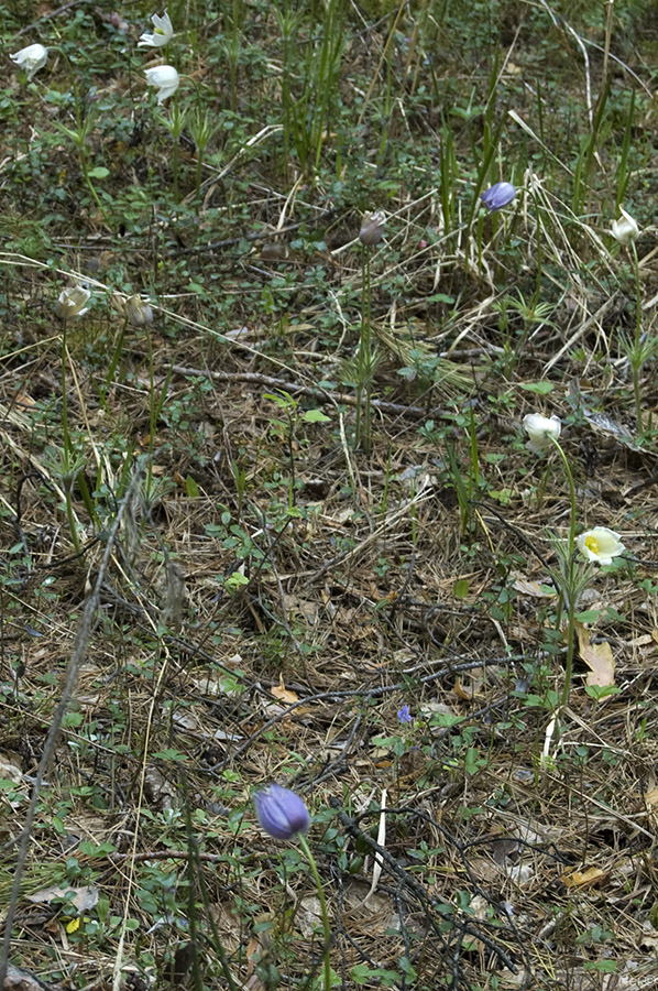 Изображение особи Pulsatilla patens.