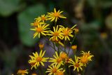 Senecio erucifolius