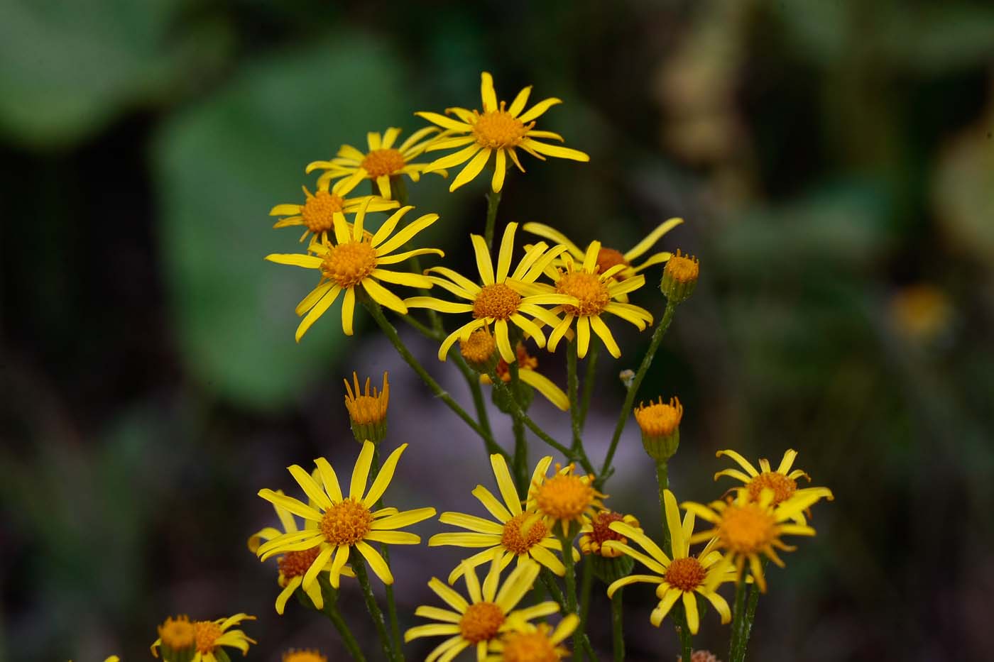 Изображение особи Senecio erucifolius.