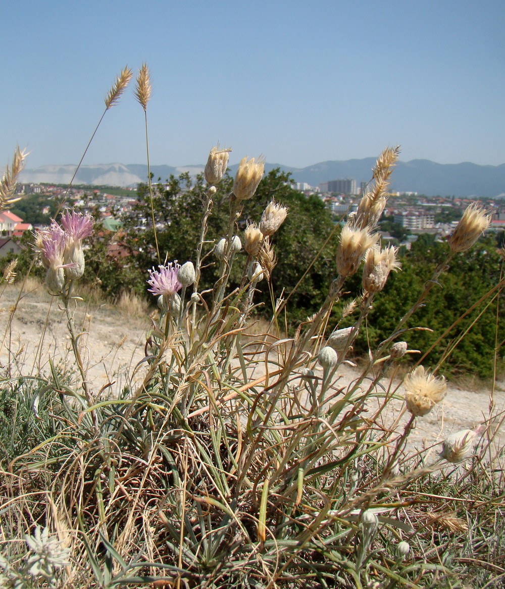 Image of Jurinea stoechadifolia specimen.