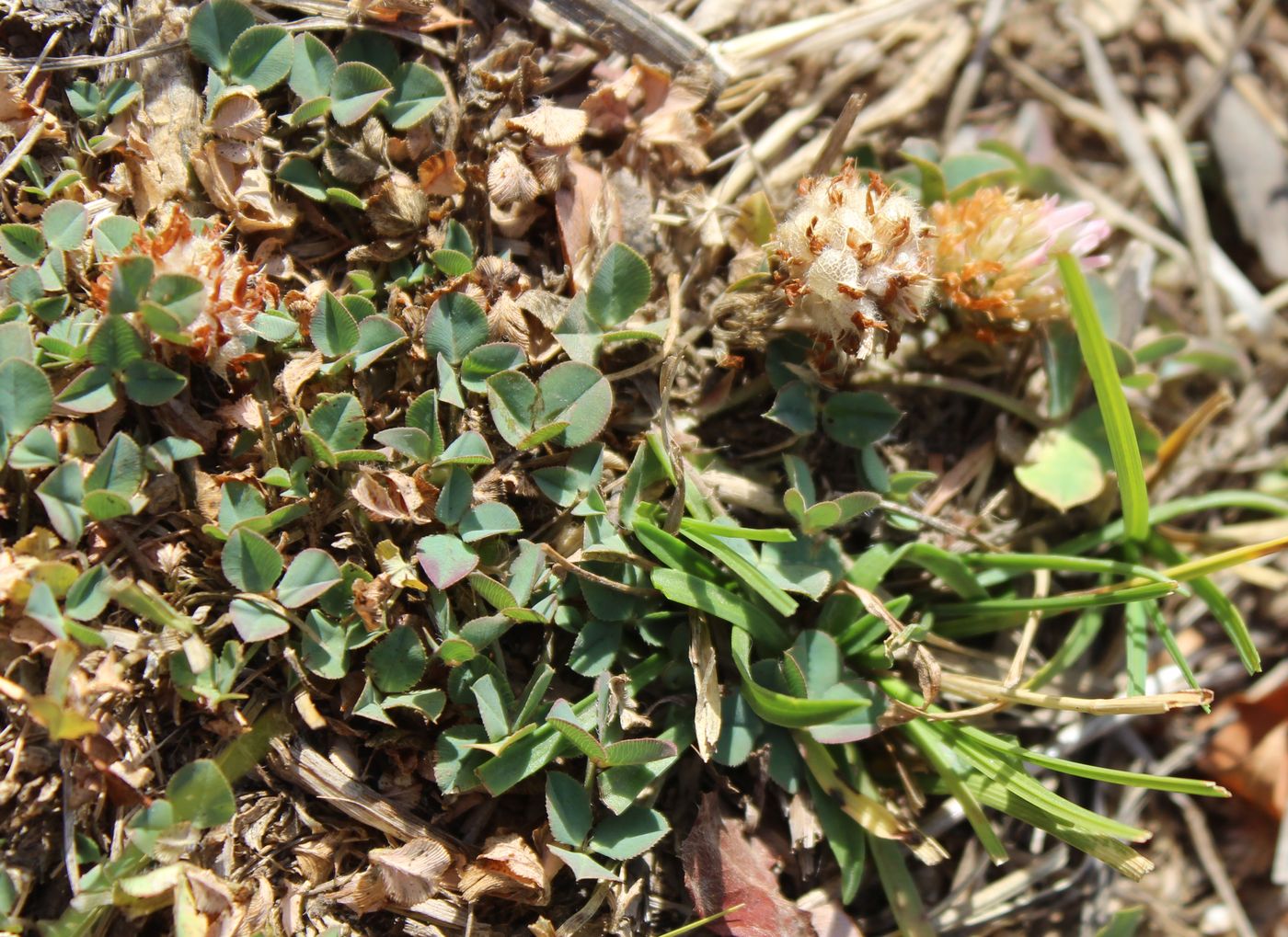 Image of Trifolium bonannii specimen.