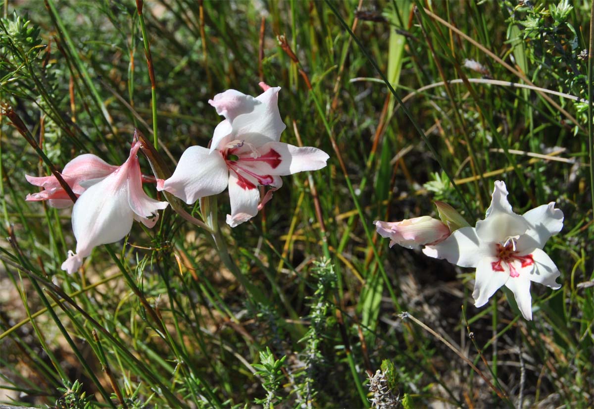 Изображение особи Gladiolus carneus.