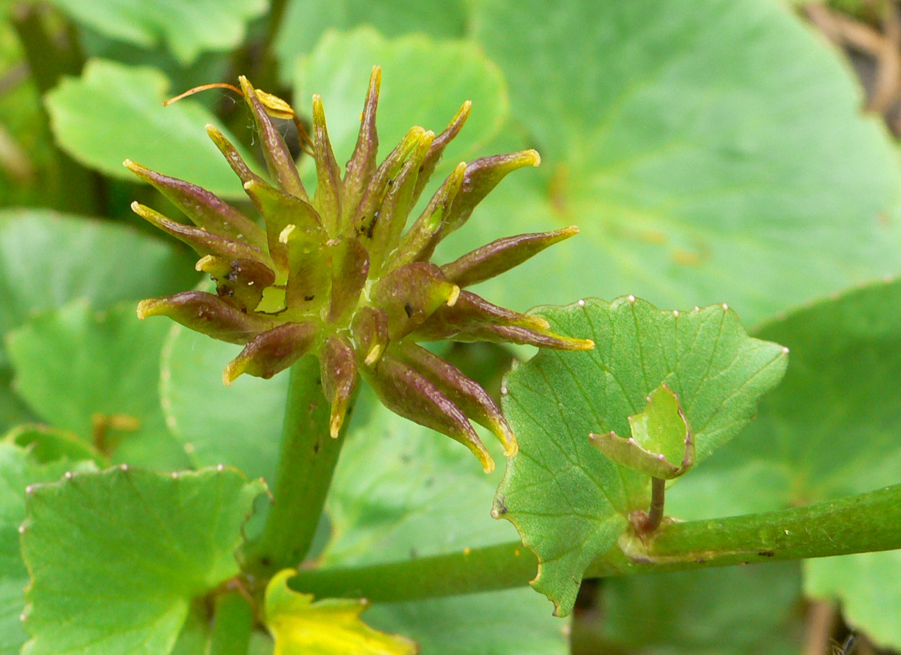 Image of Caltha violacea specimen.