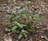 Prunella vulgaris