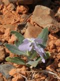 Matthiola bucharica. Цветущее растение. Казахстан, вост. предгорья хр. Каратау, сев. кромка котловины оз. Кызылколь, склон юго-зап. экспозиции, галечниковые наносы на пестроцветах. 22.04.2018.