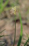 Carex pallida