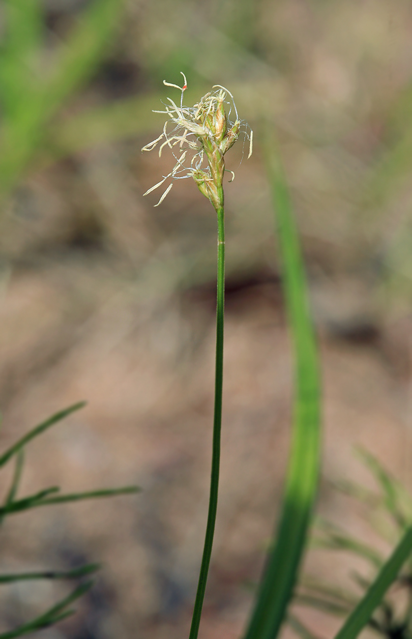 Image of Carex pallida specimen.