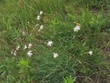 Dianthus pseudoserotinus