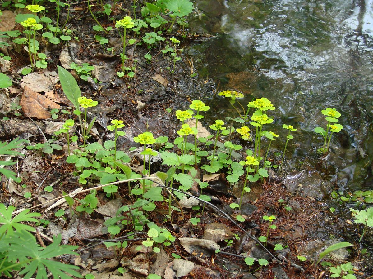 Image of Chrysosplenium sibiricum specimen.