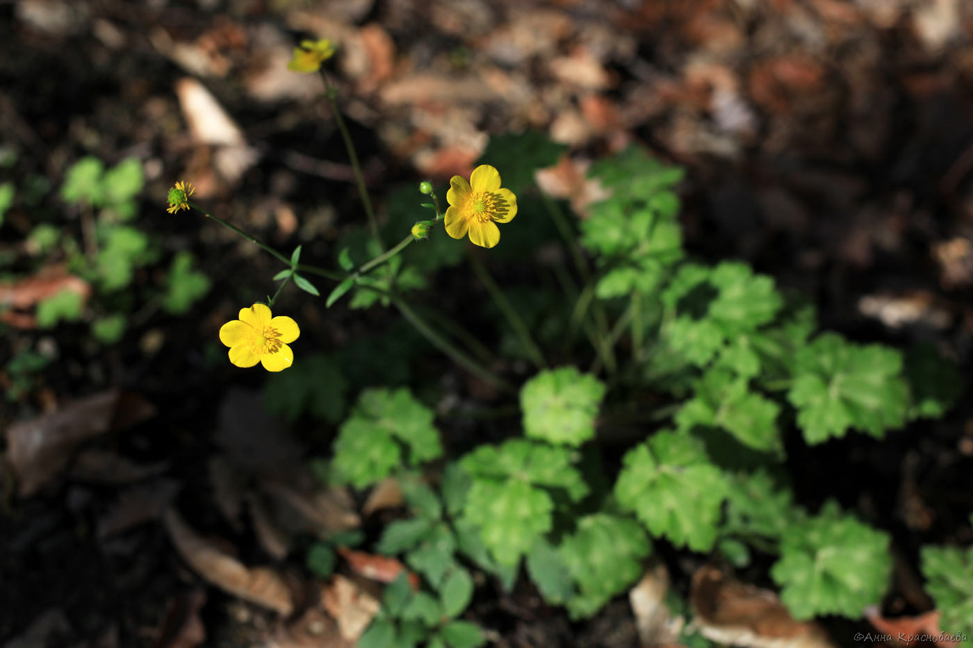 Изображение особи Ranunculus grandiflorus.