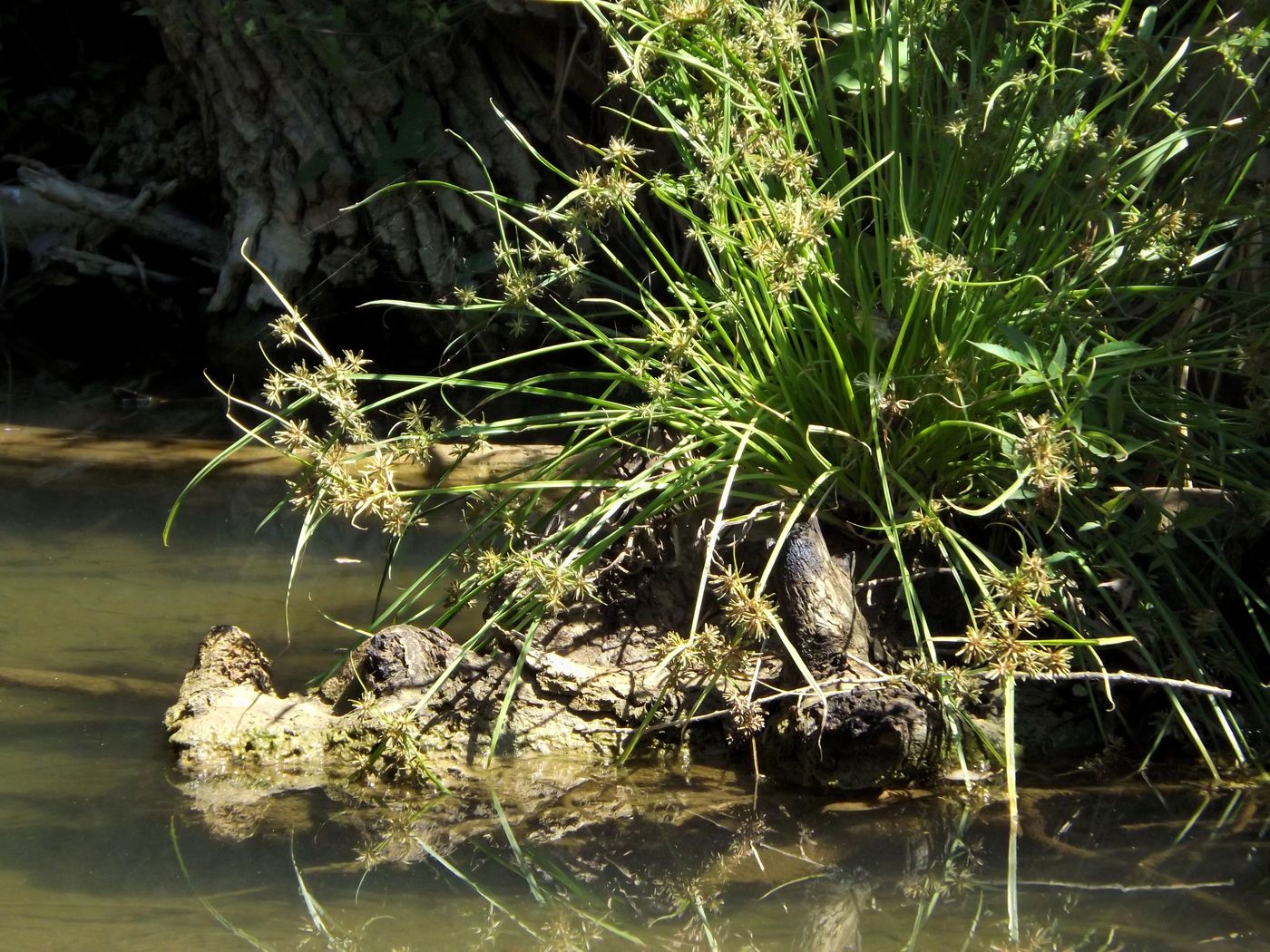 Image of Cyperus fuscus specimen.
