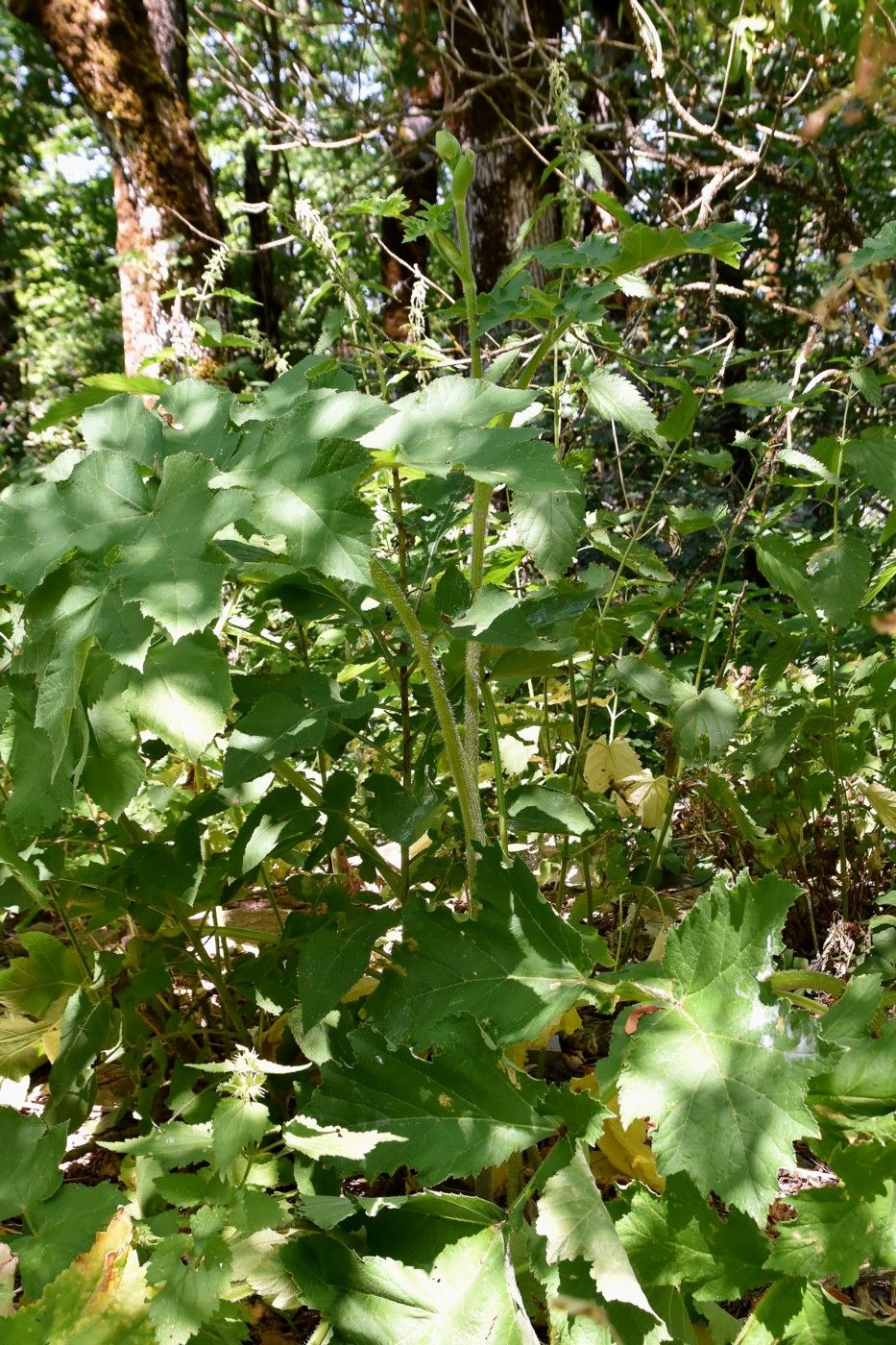 Изображение особи Heracleum sibiricum.