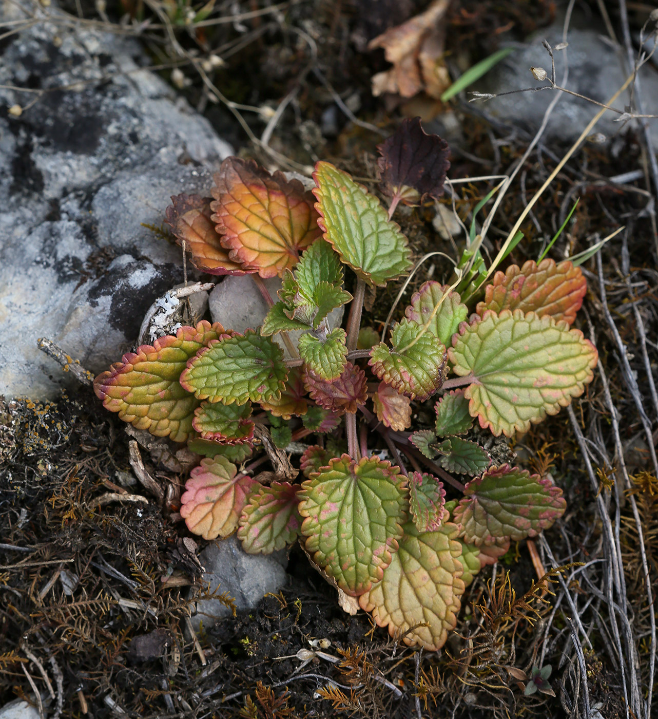 Изображение особи Dracocephalum thymiflorum.