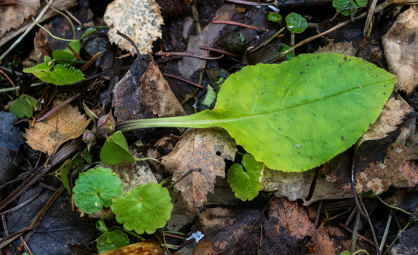 Image of Pulmonaria obscura specimen.