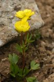 Ranunculus transiliensis. Цветущее растение. Тянь-Шань, хр. Илейский (Заилийский) Алатау, Большое Алмаатинское ущ., Космостанция, 3200м н.у.м. 12.06.2008.