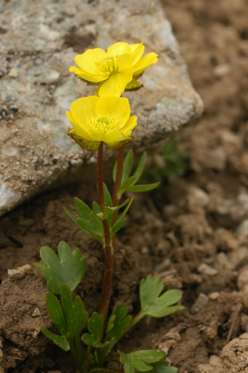 Изображение особи Ranunculus transiliensis.