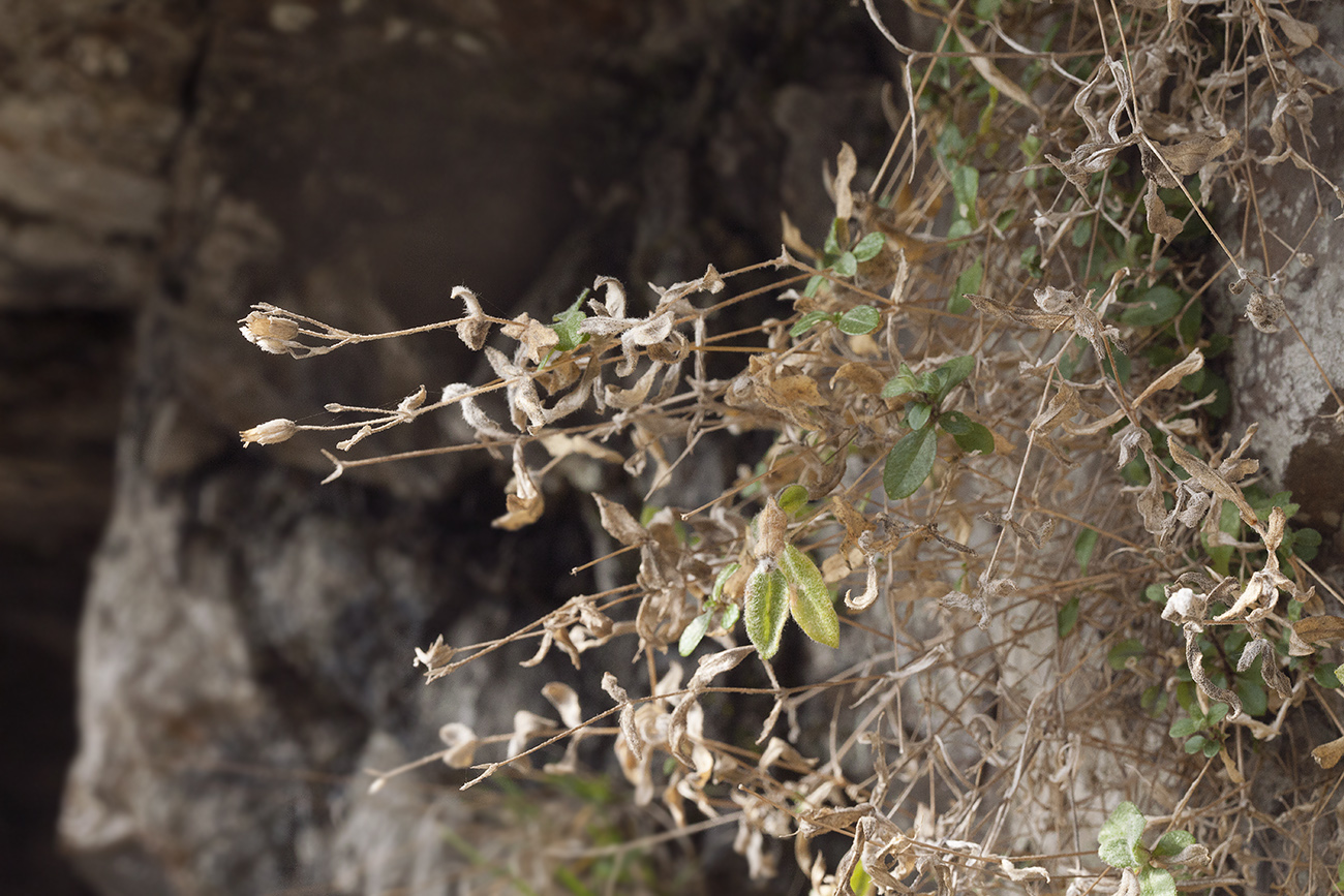 Image of Cerastium ponticum specimen.