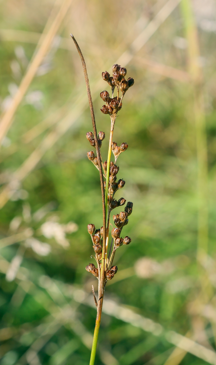 Изображение особи Juncus compressus.